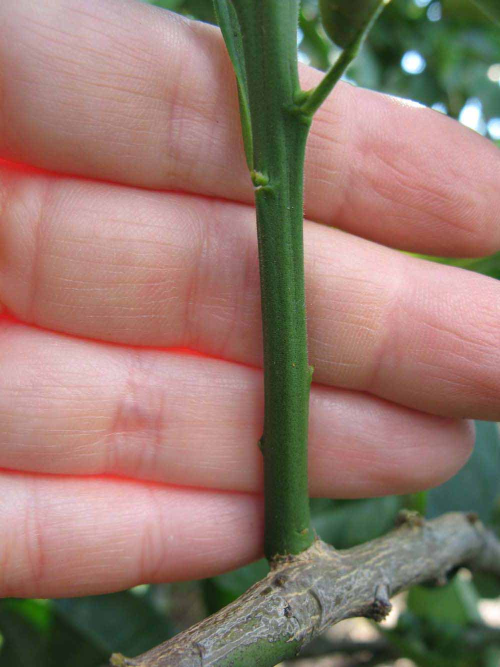            First year twig (Winter Haven, FL)   